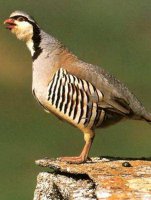 Rock partridge